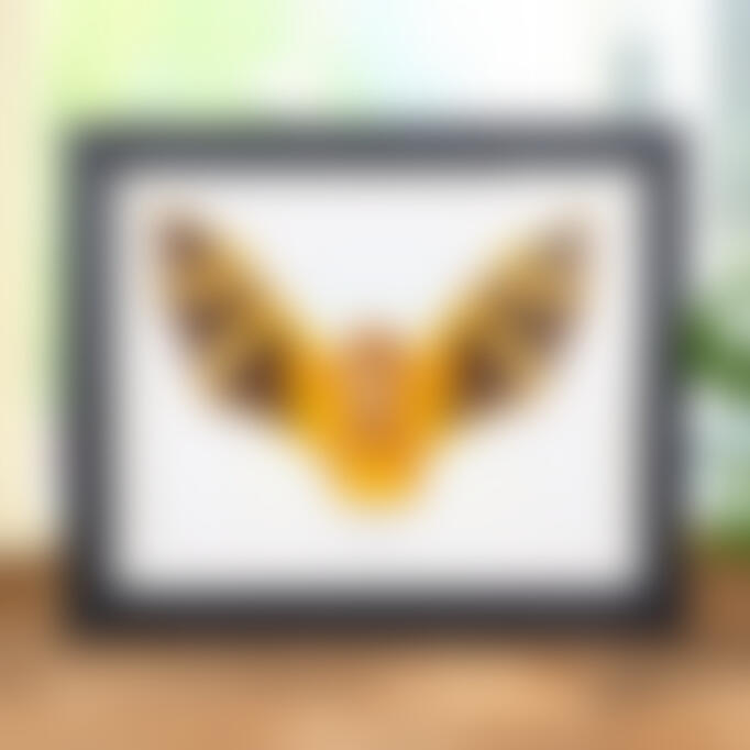 A blurred taxidermy painted wooly bat mounted on a canvas with a black border. The bat is facing front view with its wings spread outwards.