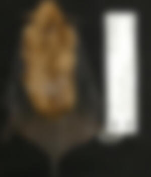 Blurred image of a dead big brown bat. A white label is beside its body.