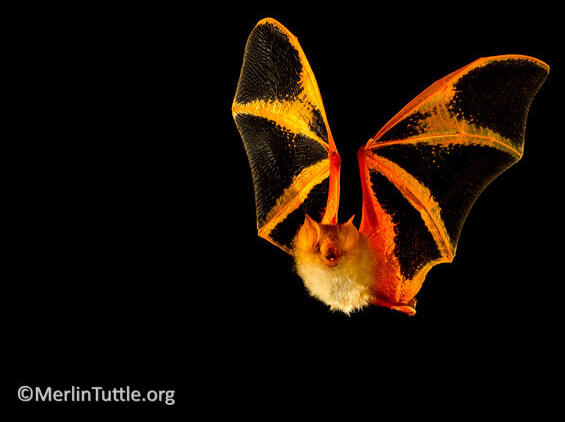 A picture of an orange and black painted wooly bat against a pitch dark background with credits to MerlinTuttle.org on the bottom right corner. The bat's face is pointed forward and its wings are spread upward in midflight.