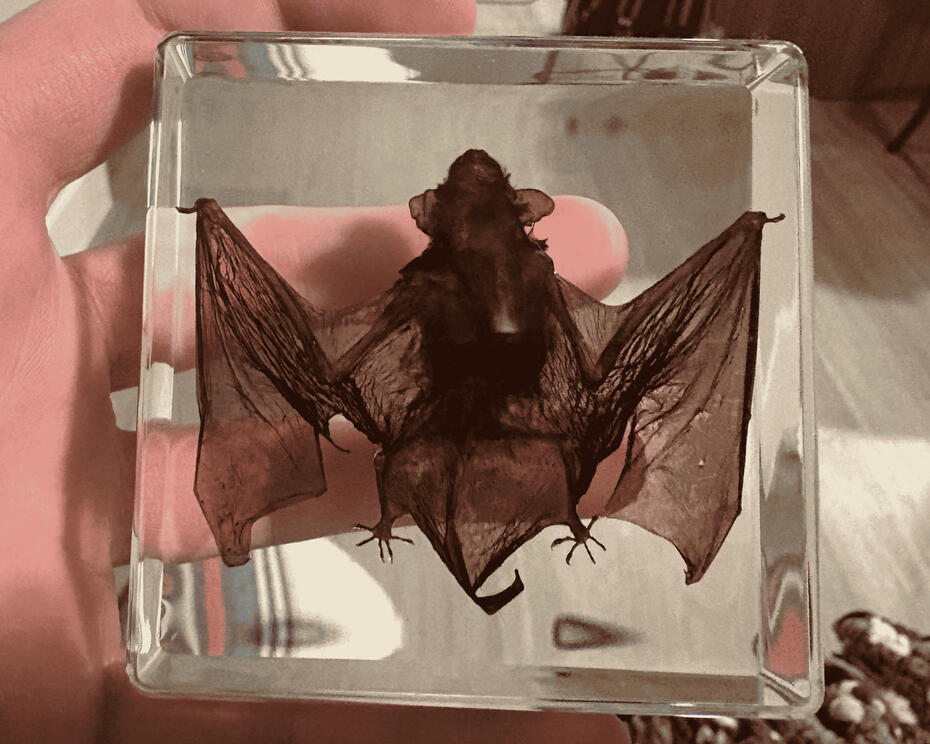 A blurred image of a fruit bat embedded into a clear block of resin.