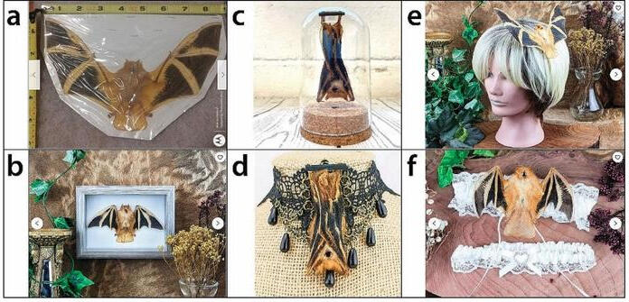 Six boxes containing different forms of taxidermy involving the painted wooly bat, each labeled as (A, B, C, D, E, F). Image A contains an image of a flattened painted wooly bat facing forward with outstretched wings. Image B contains an image of a mounted