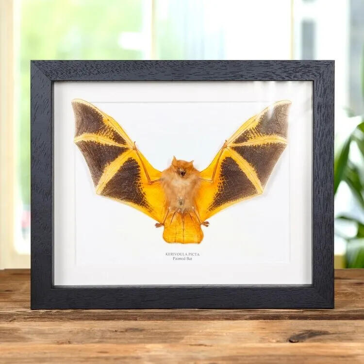 A taxidermy painted wooly bat mounted on a canvas with a black border. The bat is facing front view with its wings spread outwards.