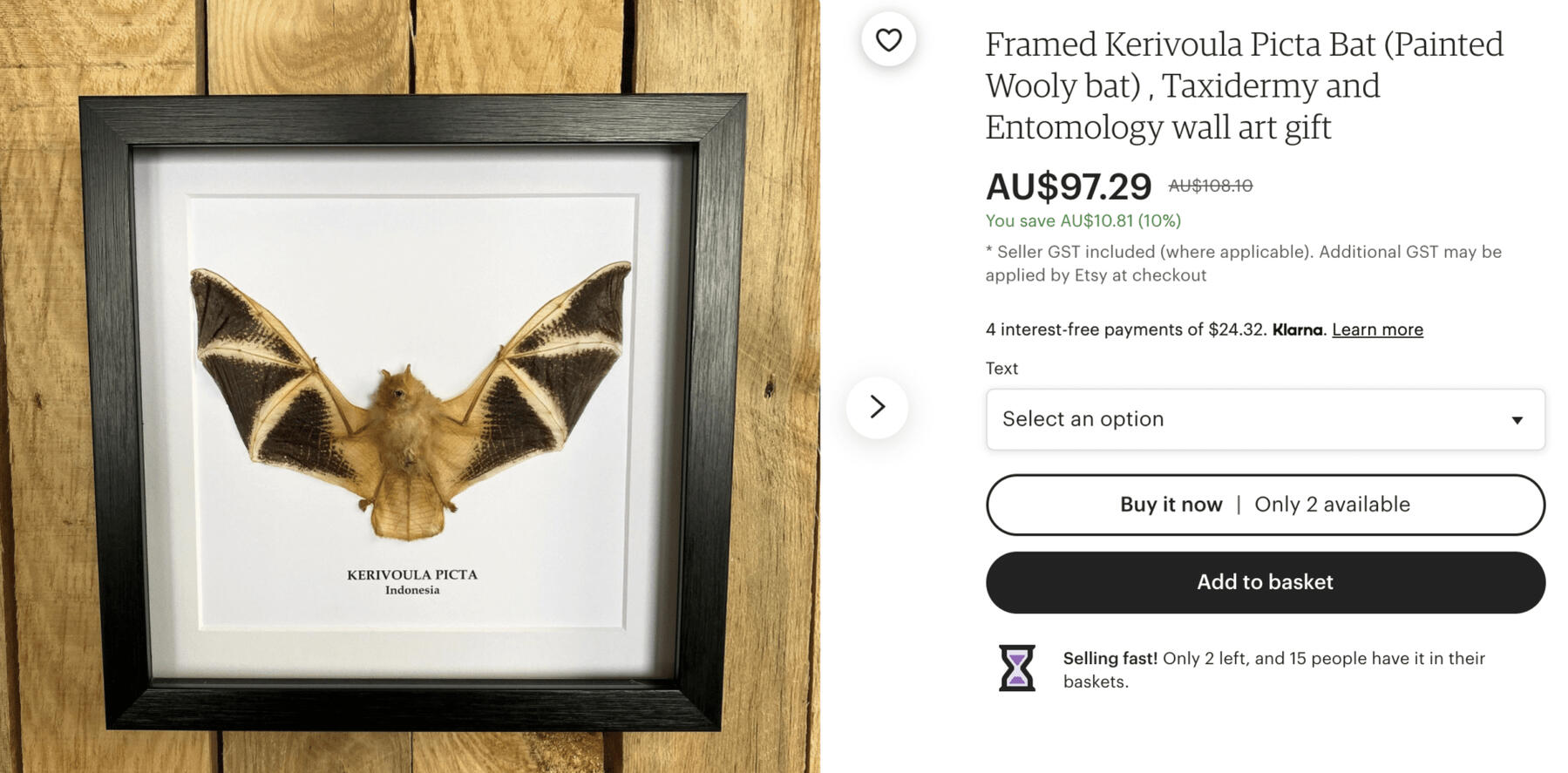 An image of a fruit bat mounted within a picture frame. Its scientific name is printed under its body. To its right is an Etsy title and desciption.