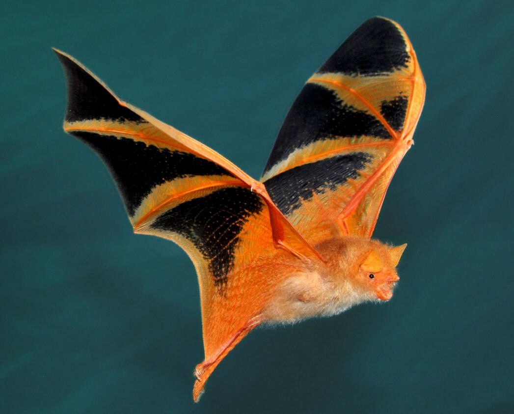 An painted wooly bat mid-flight against a dark turquoise background. Its body is orange and its wings are upwards and outstretched, segmented with shades of black.