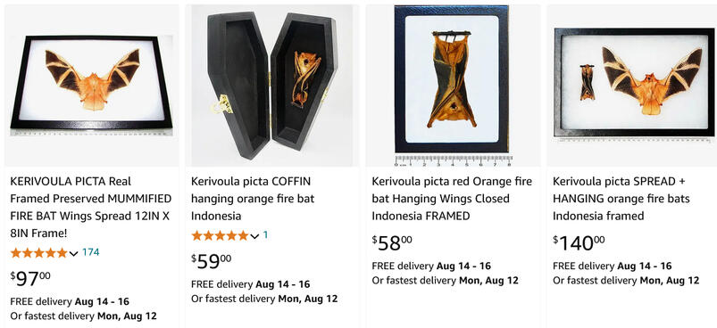 A display of four painted wooly bats pressed within picture frames. All of them are listings on the website Amazon.