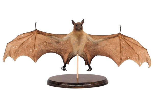 Straw-colored fruit bat on a stand. Its wings are outstretched beside its body.