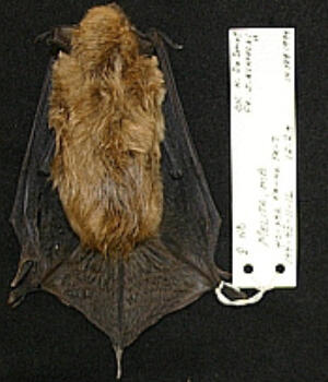 A dead big brown bat. On its right is a diagonal white tag.