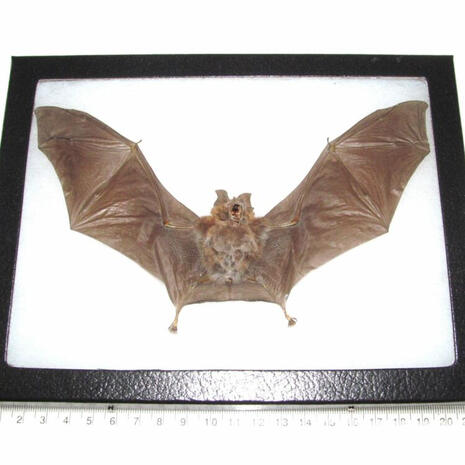 Horseshoe bat flattened and framed with outstretched wings.