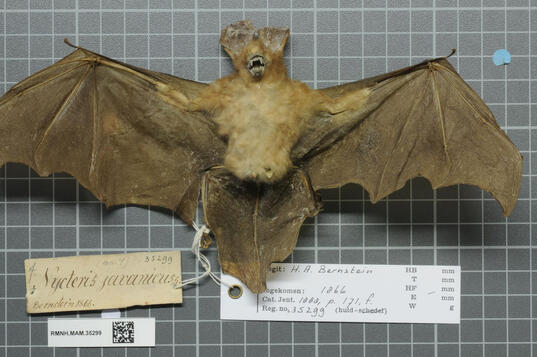 Taxidermied Javan slit-faced bat with its wings outstretched. A tag with its scientific name is attached to it, alongside a white label.