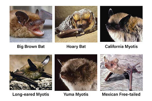 Six bats from the San Vicente Redwoods